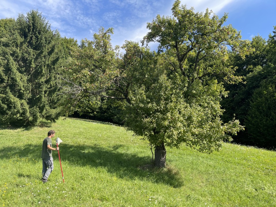 Mapujeme staré odrůdy