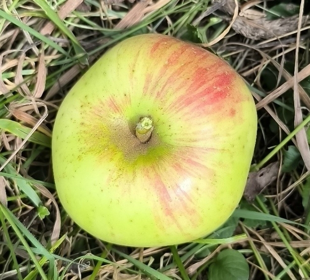 Jabloň