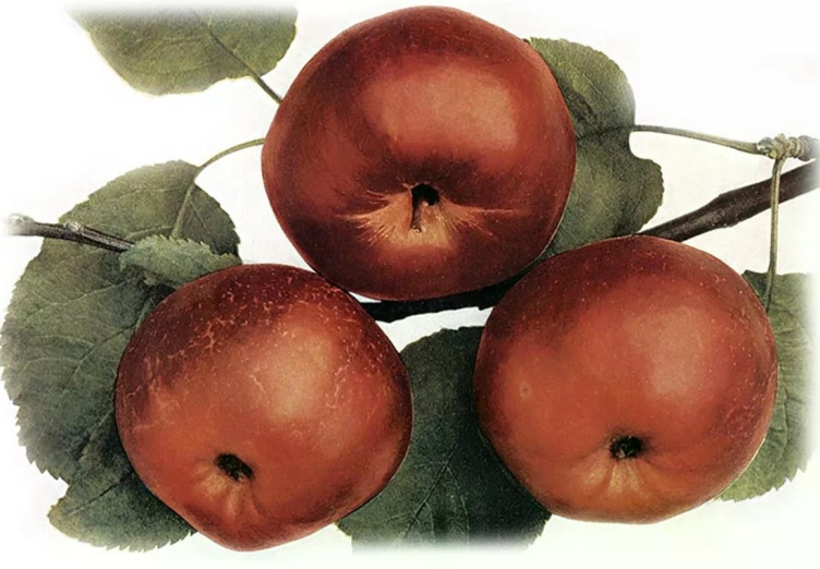 Jabloň