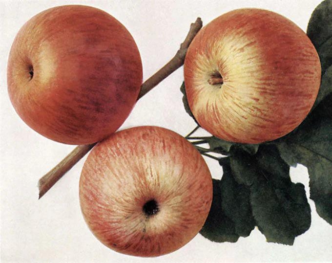 Jabloň