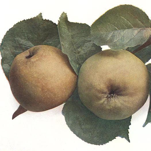 Jabloň