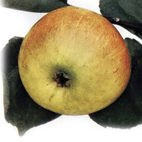 Jabloň