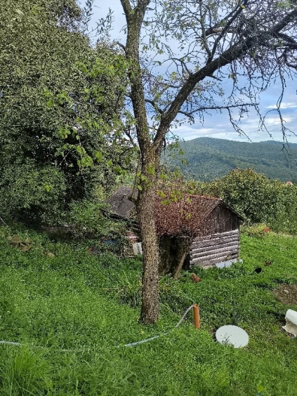 Slivoň