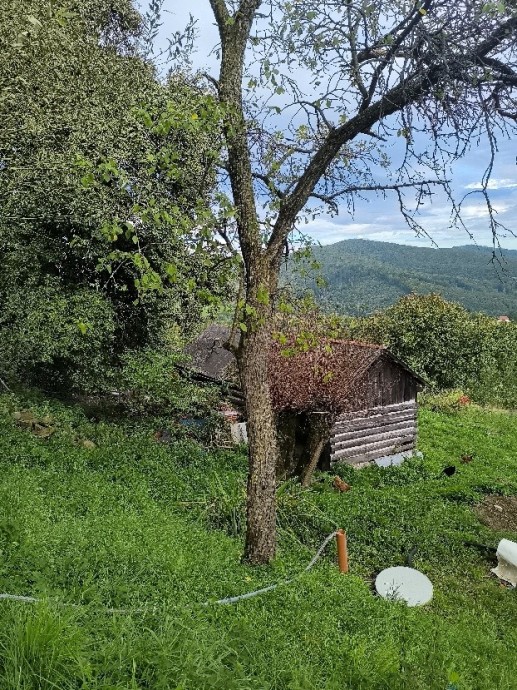 Slivoň