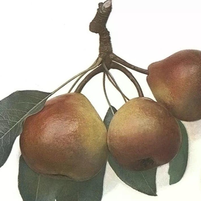 Hrušeň