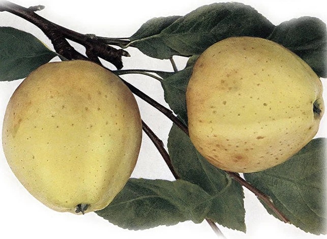 Jabloň
