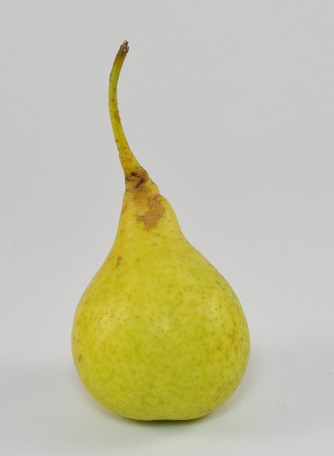 Hrušeň