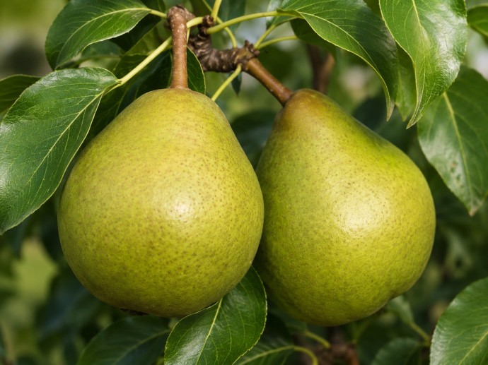 Hrušeň