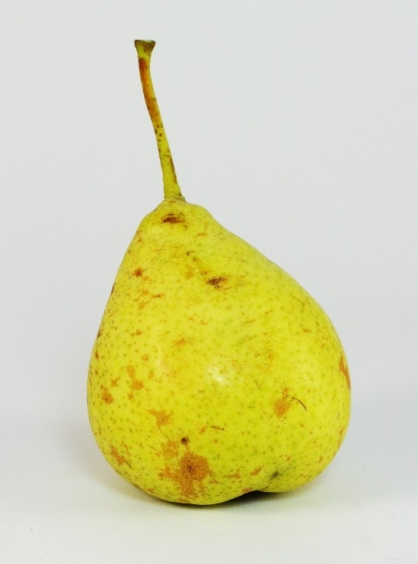 Hrušeň