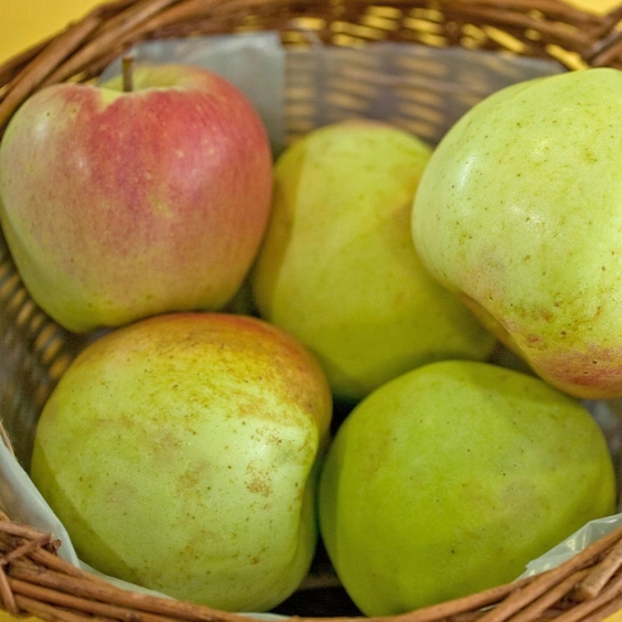 Jabloň