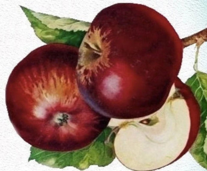 Jabloň