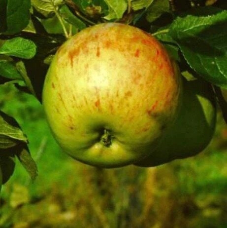 Jabloň