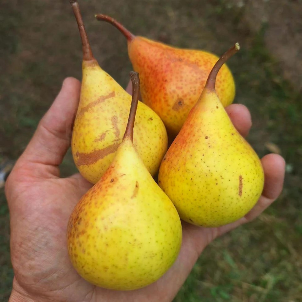 Hrušeň (foto 1)