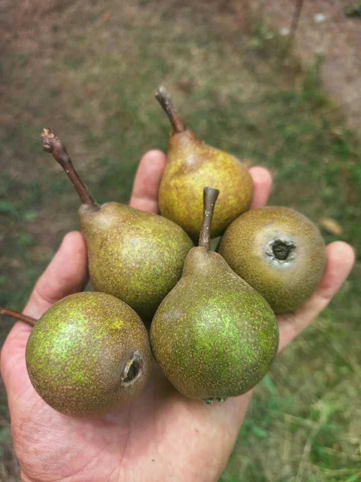 Hrušeň (foto 1)
