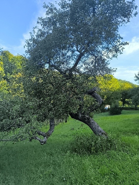 Jabloň (foto 1)