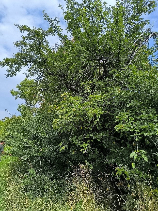 Jabloň (foto 2)