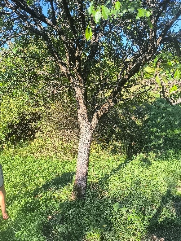 Slivoň (foto 1)