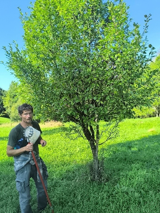 Slivoň (foto 1)