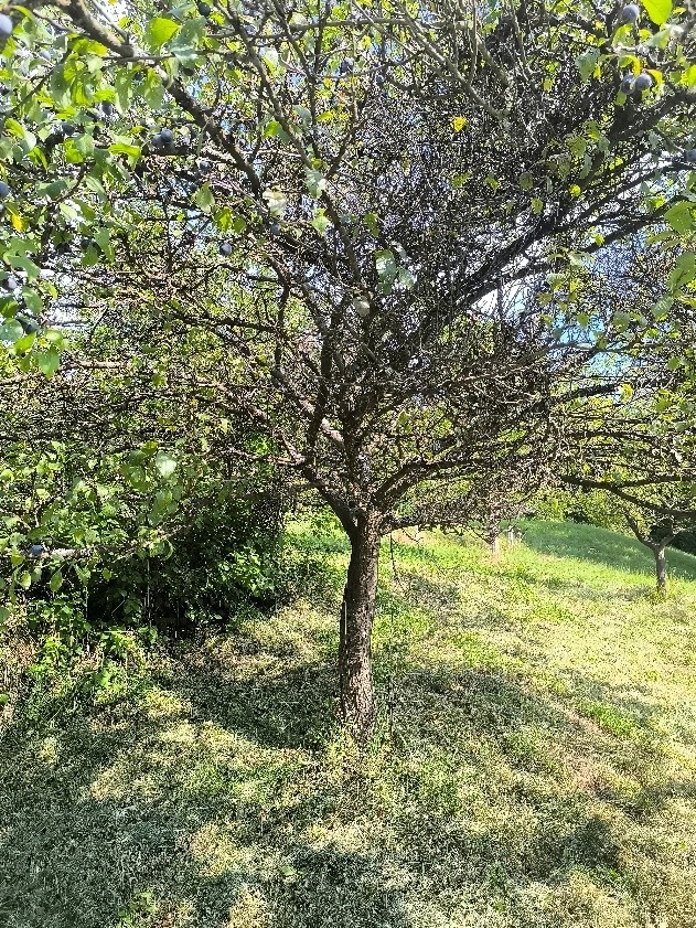 Slivoň (foto 1)