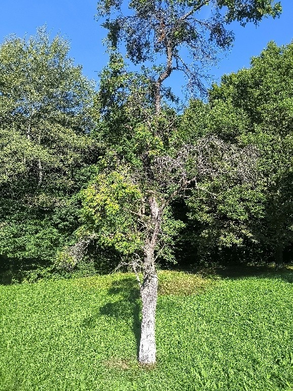 Slivoň (foto 2)