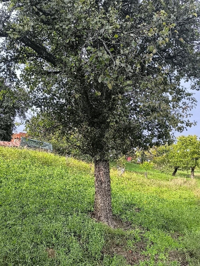 Hrušeň (foto 2)