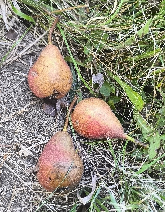 Hrušeň (foto 1)