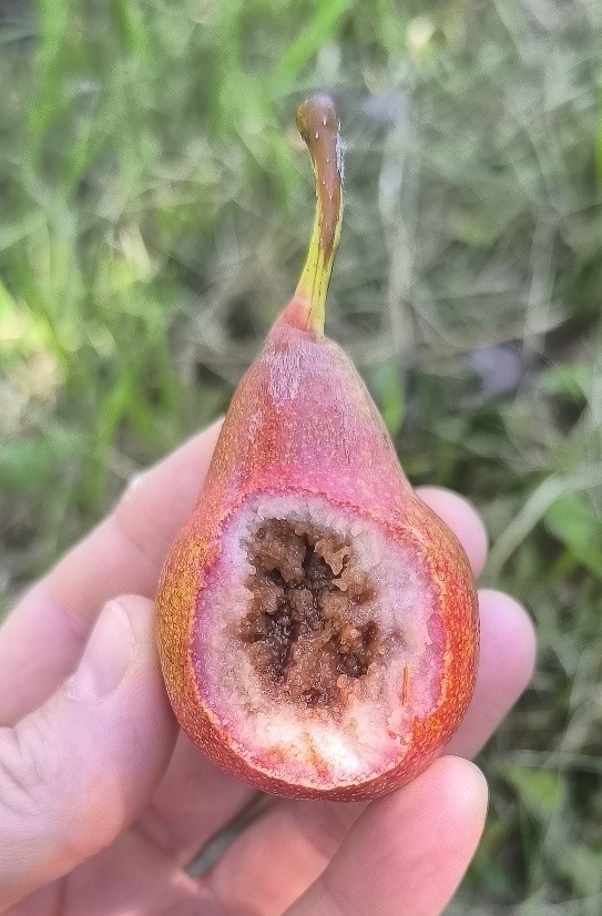 Hrušeň (foto 2)