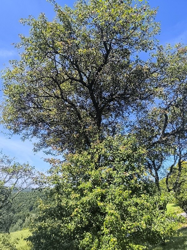 Hrušeň (foto 3)